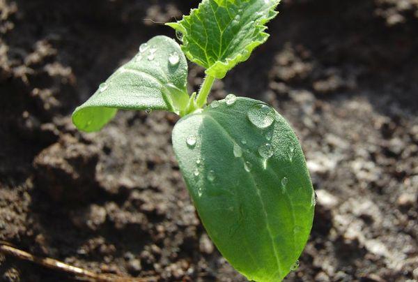 Une pousse dans le sol