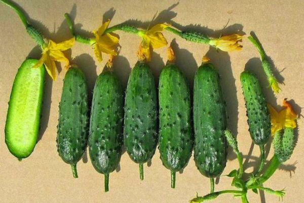 Fruits de concombre