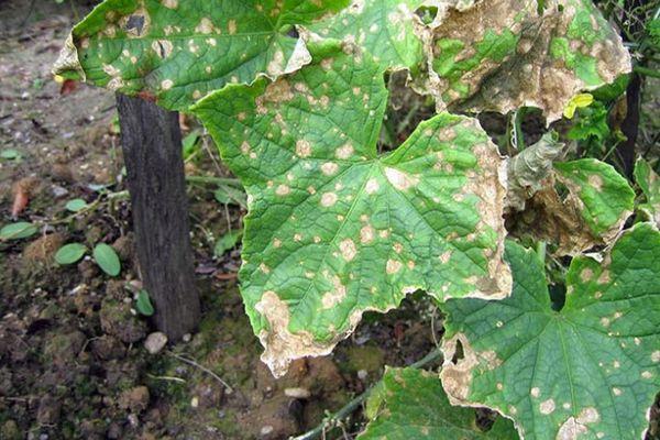 Maladies du concombre