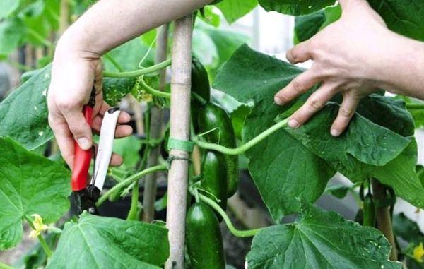 Buttage et pincement