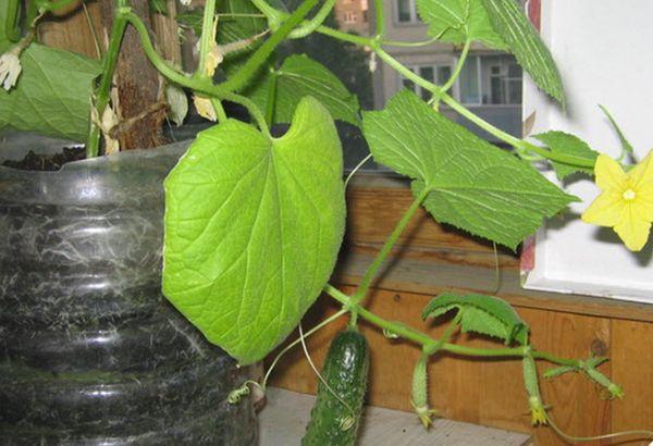 Cultiver des concombres