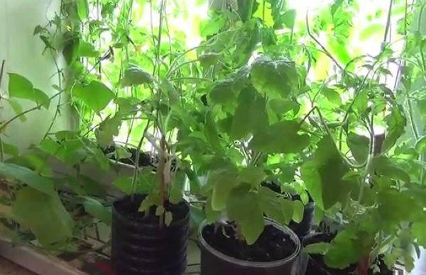 Concombres sur le balcon