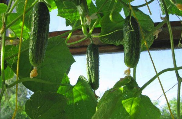 Concombres sur le balcon