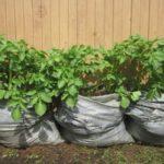 แตงกวาในถุง