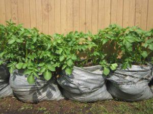 วิธีปลูก เจริญเติบโต และดูแลแตงกวาในถุงแบบทีละขั้นตอน