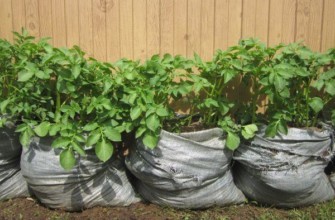 แตงกวาในถุง