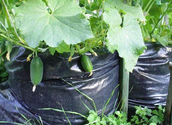 ถุงถั่วงอก