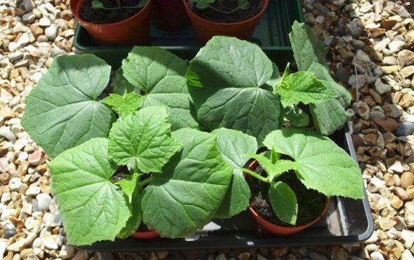 ต้นกล้าแตงกวา