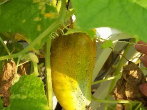 แตงกวาในลูกวัวเริ่มเปลี่ยนเป็นสีเหลือง