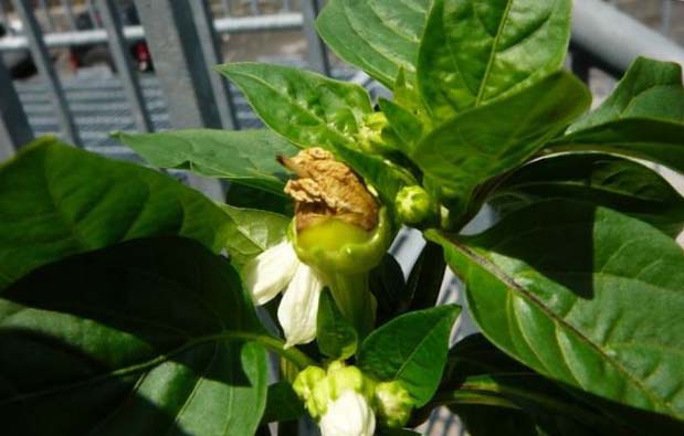 รังไข่พริกกำลังหลุดออก