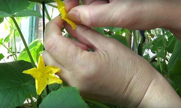 เทคโนโลยีการผสมเกสร