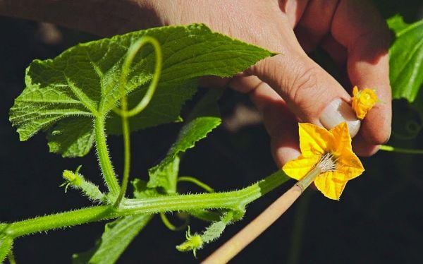 การผสมเกสรของดอกไม้