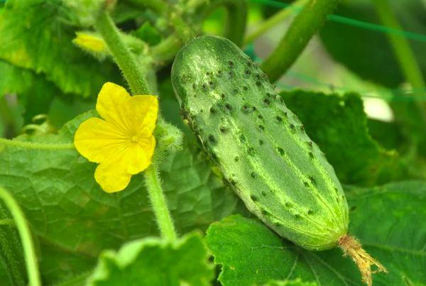 ดอกแตงกวา