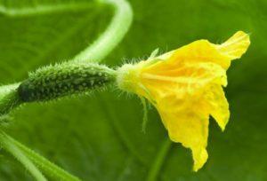 วิธีผสมเกสรแตงกวาด้วยตัวเองที่บ้านและในเรือนกระจก