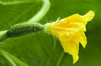 แตงกวากำลังออกดอก