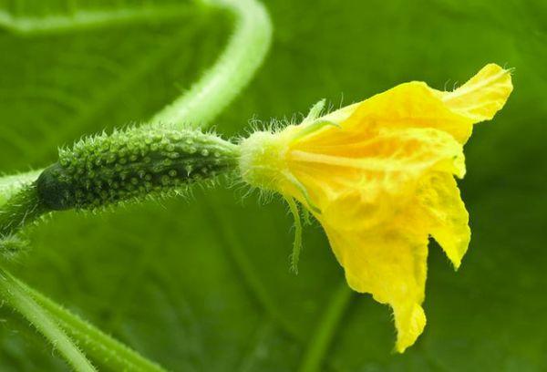 แตงกวากำลังออกดอก