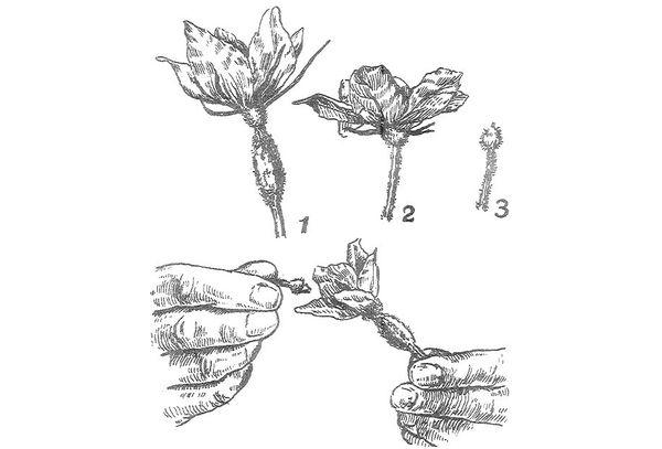 รูปแบบการผสมเกสร