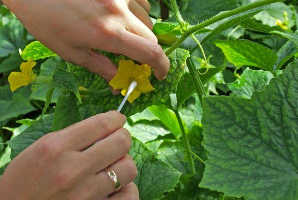 วิธีผสมเกสรแตงกวาด้วยตัวเองที่บ้านและในเรือนกระจก