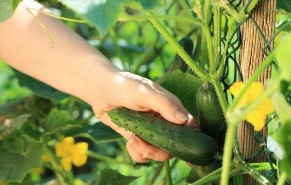 แตงกวาในโรงเรือน