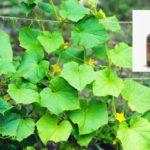 ต้นแตงกวา