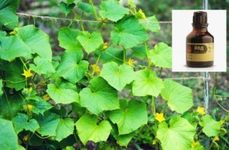 ต้นแตงกวา