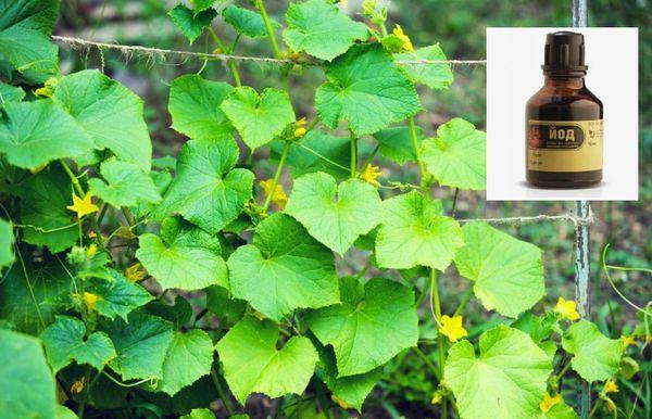 Buissons de concombres