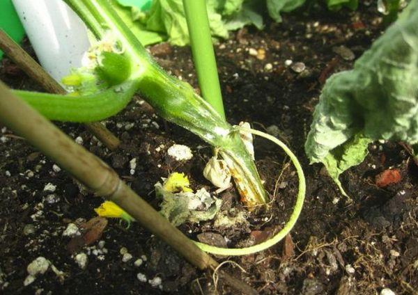 pourriture des racines