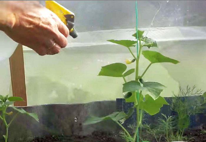 การฉีดพ่นแตงกวา