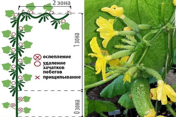 การขึ้นรูปแตงกวา
