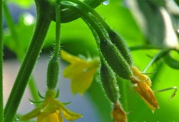 เทคโนโลยีอันน่าทึ่ง