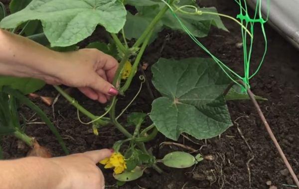 แตงกวาในโรงเรือน