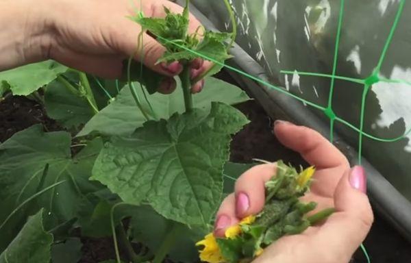 การดูแลแตงกวา