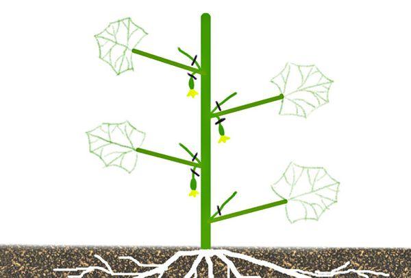 เทคนิคการทำให้ตาบอด