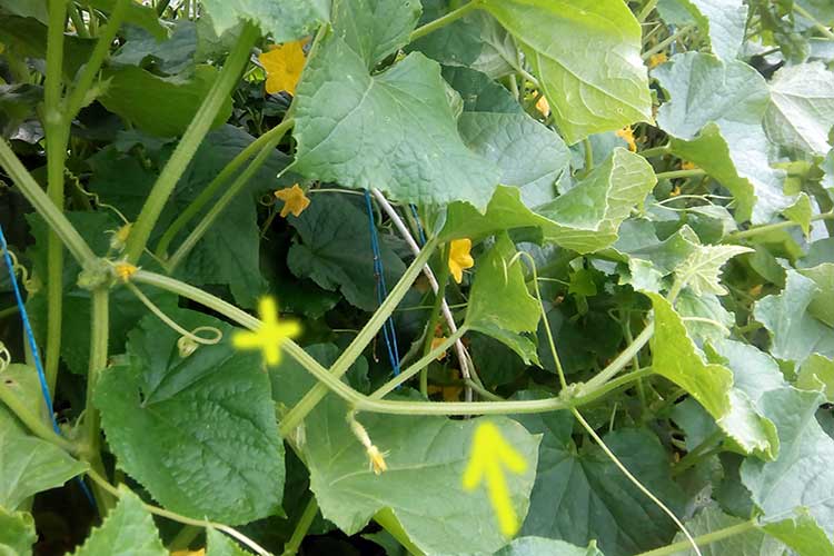 pincer les concombres