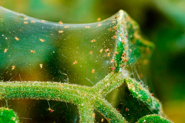 ศัตรูพืชแตงกวา