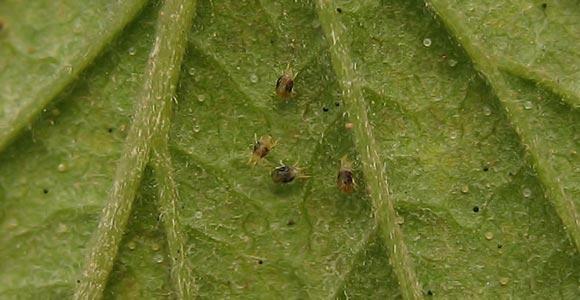 ไรเดอร์