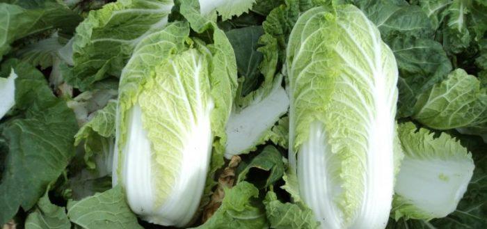 Chou chinois Cha-cha