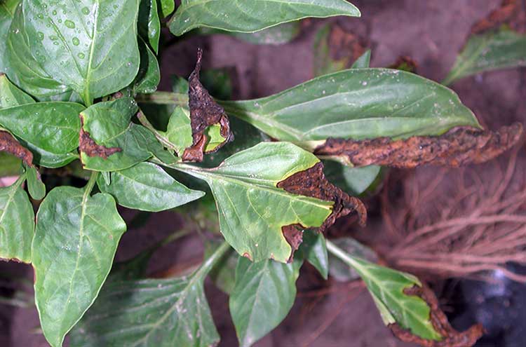 โรคเหี่ยวของพริก Verticillium