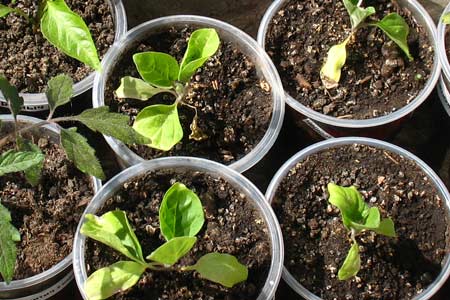 ต้นกล้าพริก