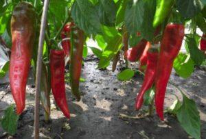 การปลูกและดูแลพริกในพื้นที่โล่ง การตัดแต่งและการเก็บเกี่ยว