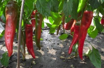 พริกแดง