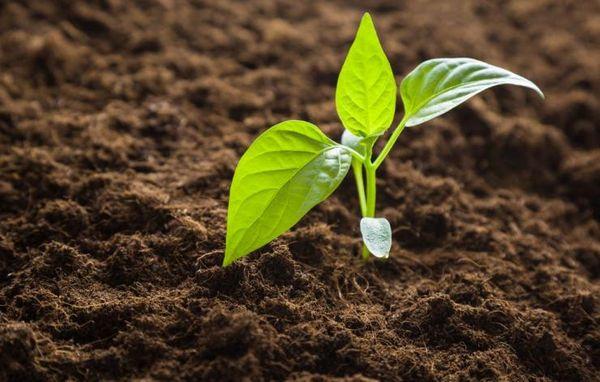 พริกอ่อน