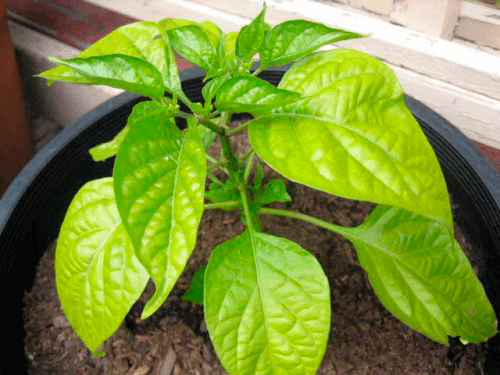 ใบพริกเริ่มเปลี่ยนเป็นสีเหลือง