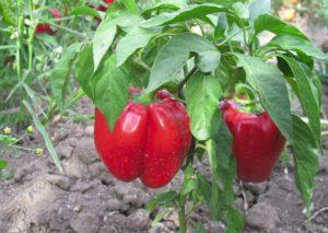 ลักษณะและคำอธิบายของพันธุ์พริกโกโกชารี (Ratunda) การปลูกและการดูแล