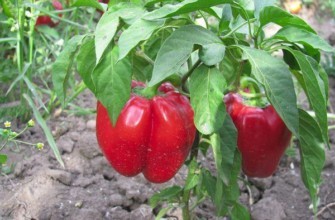 ต้นพริกไทย