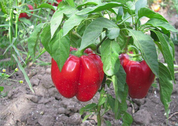 ต้นพริกไทย