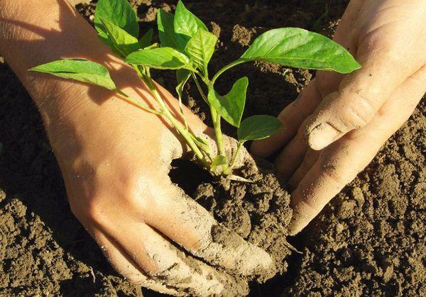 การปลูกพริก