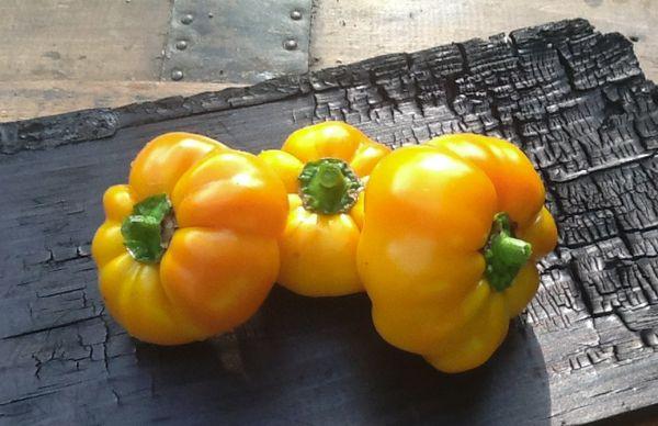 ทามาร่าสีทอง