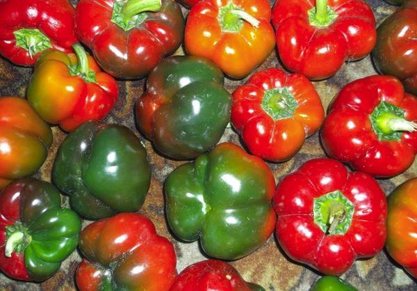 การเก็บเกี่ยวพริก