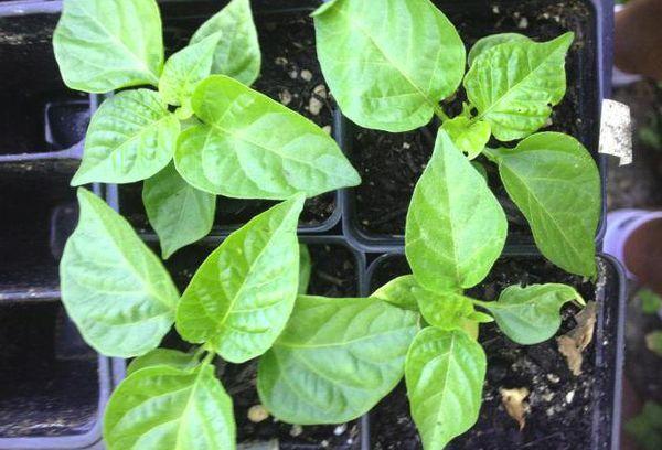 ต้นกล้าพริก